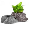 thumbnail image 3 of Set of 4 Hedgehog Planter, 3 of 3