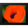 thumbnail image 2 of Plank, Savanah 14x12 Black Modern Framed Museum Art Print Titled - Orange Poppy, 2 of 5