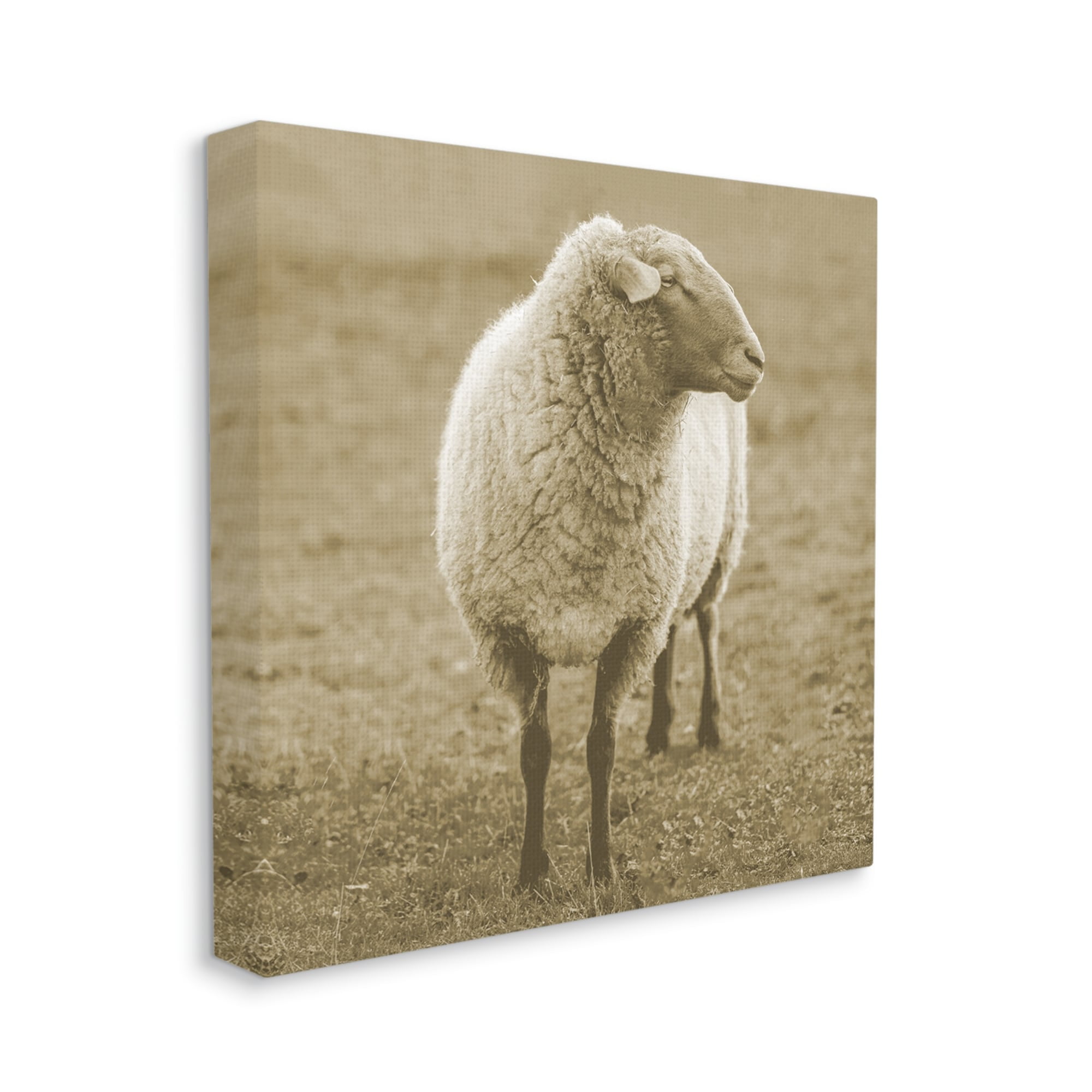 Stupell Industries Sheep Grazing Farmland Photography Animals & Insects Photography Gallery Wrapped Canvas Print Wall Art