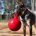 thumbnail image 4 of Jolly Pets Mini Tug n Toss Ball Dog Toy, 4", Red, 4 of 7