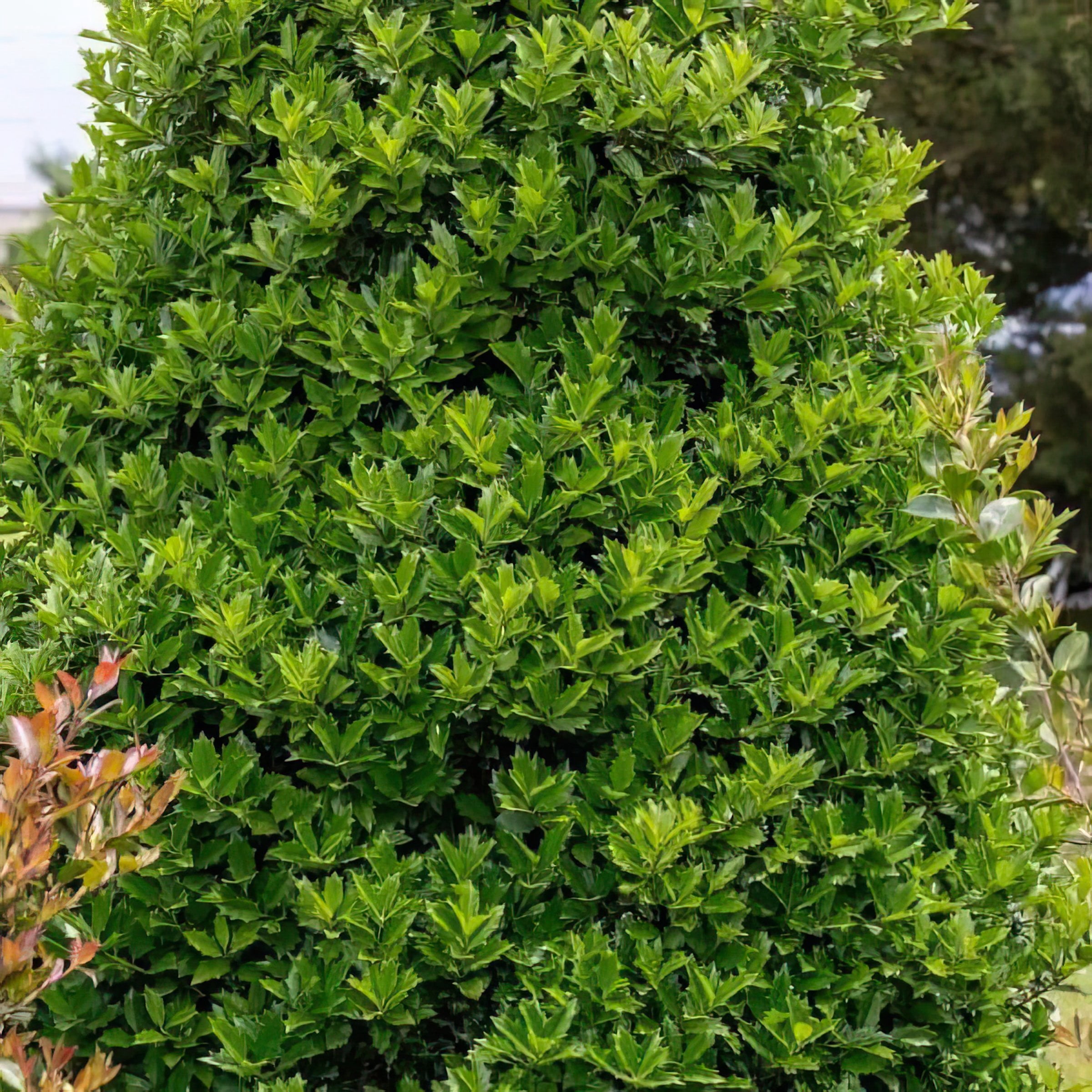 2 gal Oakland Holly Live Shrub with Full Sunlight Conditions