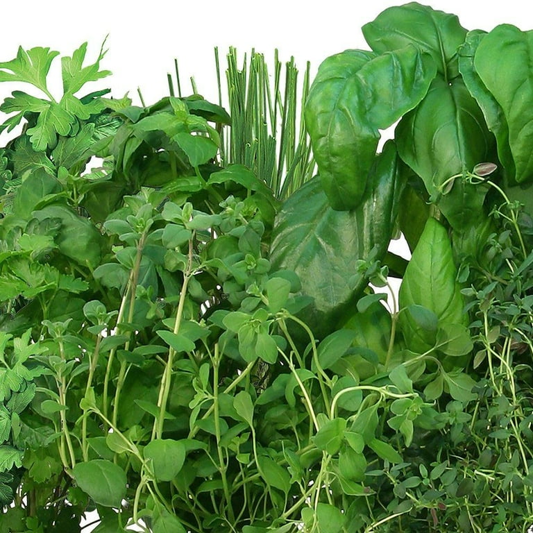 AeroGarden Italian Herb Seed Pod Kit (6-Pod) - Walmart.com