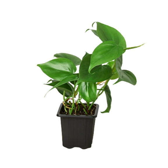 Philodendron Cordatum 'Heartleaf', 3" Pot, Indoor Houseplant, Easy Care, Live Plant for Indoor & Outdoor
