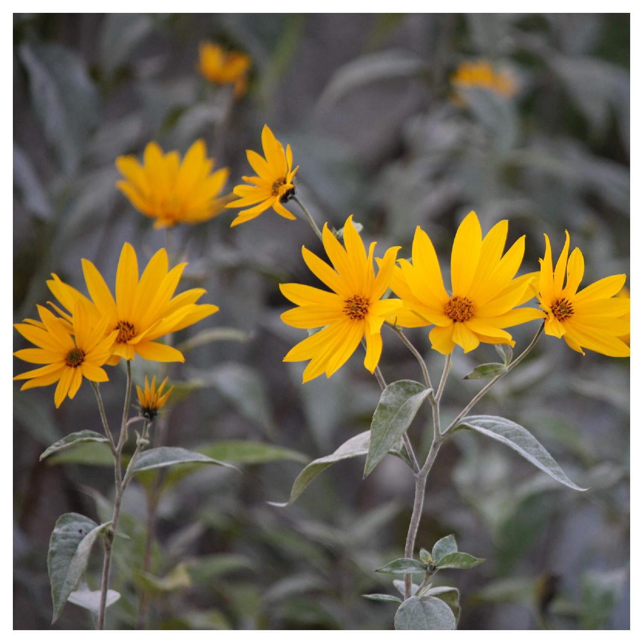 Everwilde Farms - 1 oz Sawtooth Sunflower Native Wildflower Seeds - Gold Vault Bulk Seed Packet