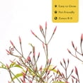 thumbnail image 5 of 12 Pink Jasmine – Highly Fragrant White-Blooming Evergreen Climbing Vine for Trellises, Fences & Containers – (Jasminum polyanthum) in 2.5″ Cubes, Live Plants, 5 of 8