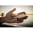 thumbnail image 3 of 6th Sense – Sweep 6 Weedless Soft Plastic Swimbait, 6in. (1.2oz.), Subtle Tail Action, 3 of 11