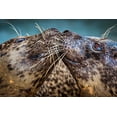 thumbnail image 2 of Animal Photography 32x23 Gold Ornate Wood Framed with Double Matting Museum Art Print Titled - Harbor Seals, 2 of 4