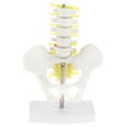 thumbnail image 2 of Modelo de pelvis humana Zulema Mini tamaño 18 x 13 x 8.5 cm, 2 of 8