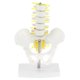 thumbnail image 2 of Pelvis de Tamaño Pequeño Y 5 Vértebras Lumbares con Modelo de de Ligamento, Adorno de Laboratorio de Enseñanza Escolar, 2 of 9