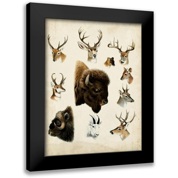 Unknown 12x14 Black Modern Framed Museum Art Print Titled - Western Animal Species I
