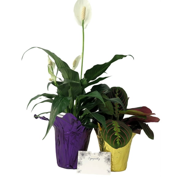 Sympathy Duo- Peace Lily & Prayer Plant - Send Thoughts and Prayers- 4" pots/2 plants