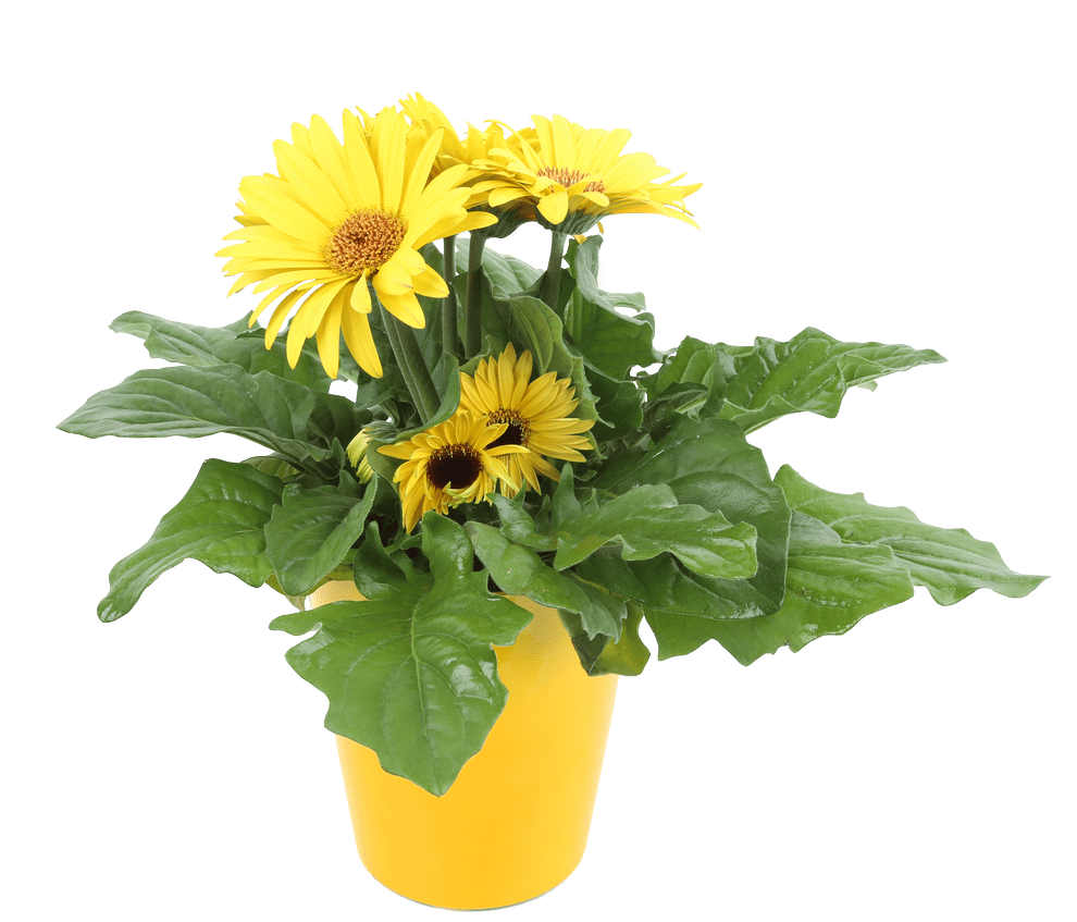 Costa Farms Live Indoor 1qt Yellow Gerbera Decor Pot Walmart Com Walmart Com