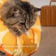 thumbnail image 4 of Cat collar, pet neck cone, soft, wear- cat accessories, M, 4 of 5