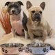 thumbnail image 5 of Tazón para Perro Loving Pets Murano Blue Extra Grande, 5 of 8