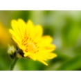 thumbnail image 2 of Eggers, Terry 14x12 Gold Ornate Wood Framed with Double Matting Museum Art Print Titled - USA-Washington State Close-up of Arrowleaf Balsamroot, 2 of 4