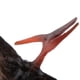 thumbnail image 4 of Figura de acción de juguete de Pteranodon del Cretácico Colecciones del zoológico, 4 of 9