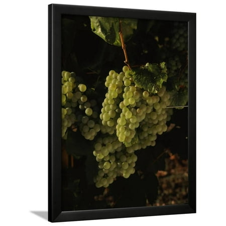 - Chardonnay Grapes in Vineyard, Carneros Region, California, USA Framed Print Wall Art By Green Light Collection