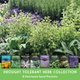thumbnail image 2 of 8 Herbs & Flower Drought Tolerant Seed Collection - Perennial Full Sun Seeds, 2 of 7