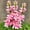 Pink, variant on Tuberose, Sun Plant for Gardens-Aromatic Intoxicating-Low Maintenance-Ideal for Beds Borders, Plant Pots & Planters