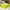 Green, variant on SDJMa Navy Fleece Throw, 27" x 39"
