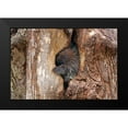 thumbnail image 2 of Cumming, Jim 14x11 Black Modern Framed Museum Art Print Titled - Baby Porcupine In Tree, 2 of 5