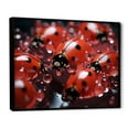 thumbnail image 2 of Designart "Reflecting On Dreamy Ladybugs" Ladybug Floater Framed Wall Decor, 2 of 5