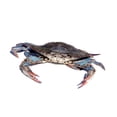 thumbnail image 2 of Blue Crab over White Wall Decal by Wallmonkeys Peel and Stick Graphic (36 in W x 27 in H) WM257428, 2 of 4