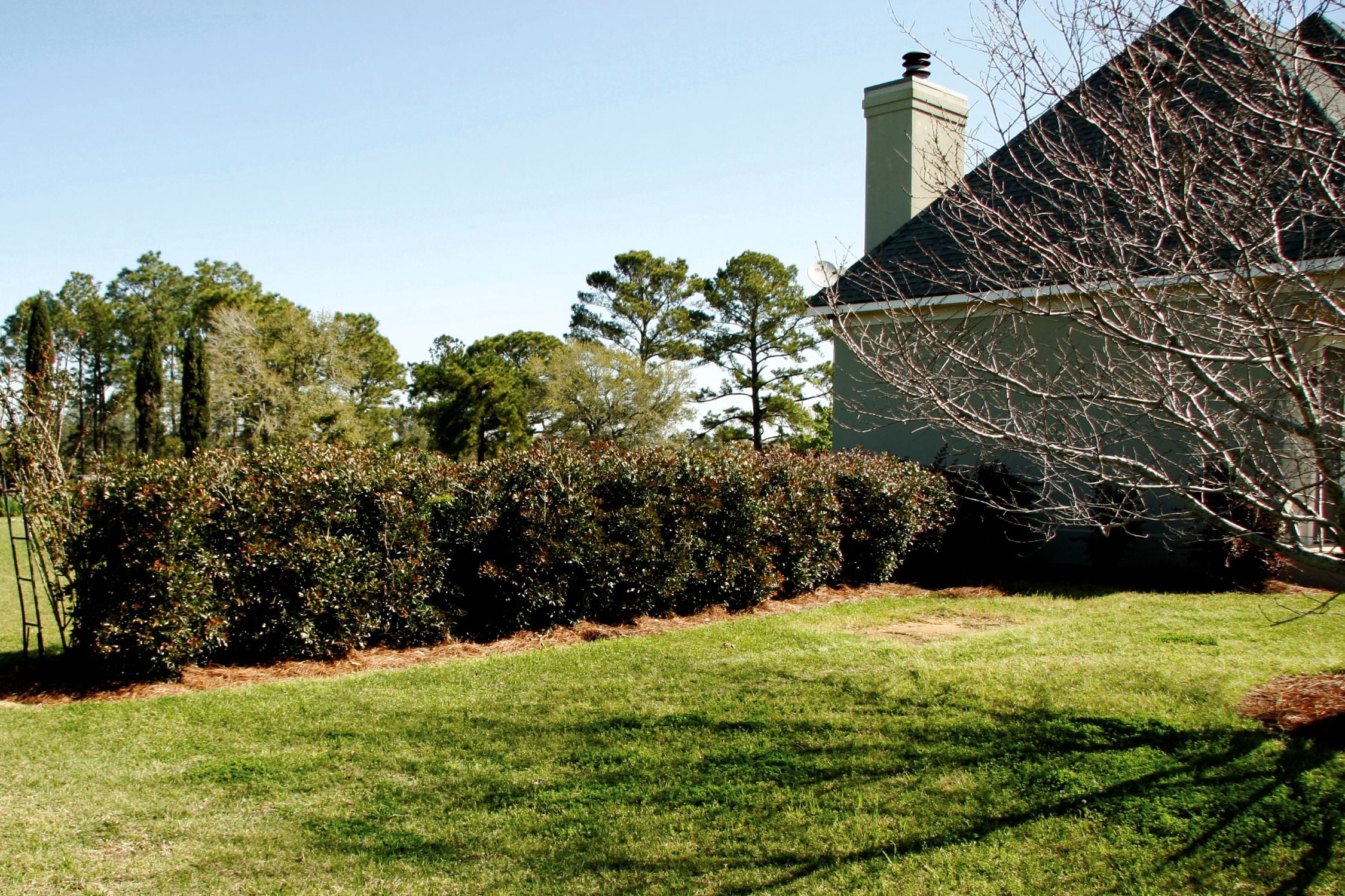 Southern Living LeAnn Cleyera Live Shrub in 3-Gallon Grower Pot