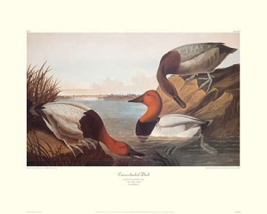 Canvas-backed Duck