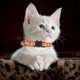 thumbnail image 4 of Collar para gatos con estampado Collar de seguridad con (collar de nylon tejido de colores para mascotas), 4 of 5