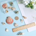 thumbnail image 3 of Charm SUNNYCLUE, 16 unidades, conchas naturales a granel, 8 estilos, 3 of 5