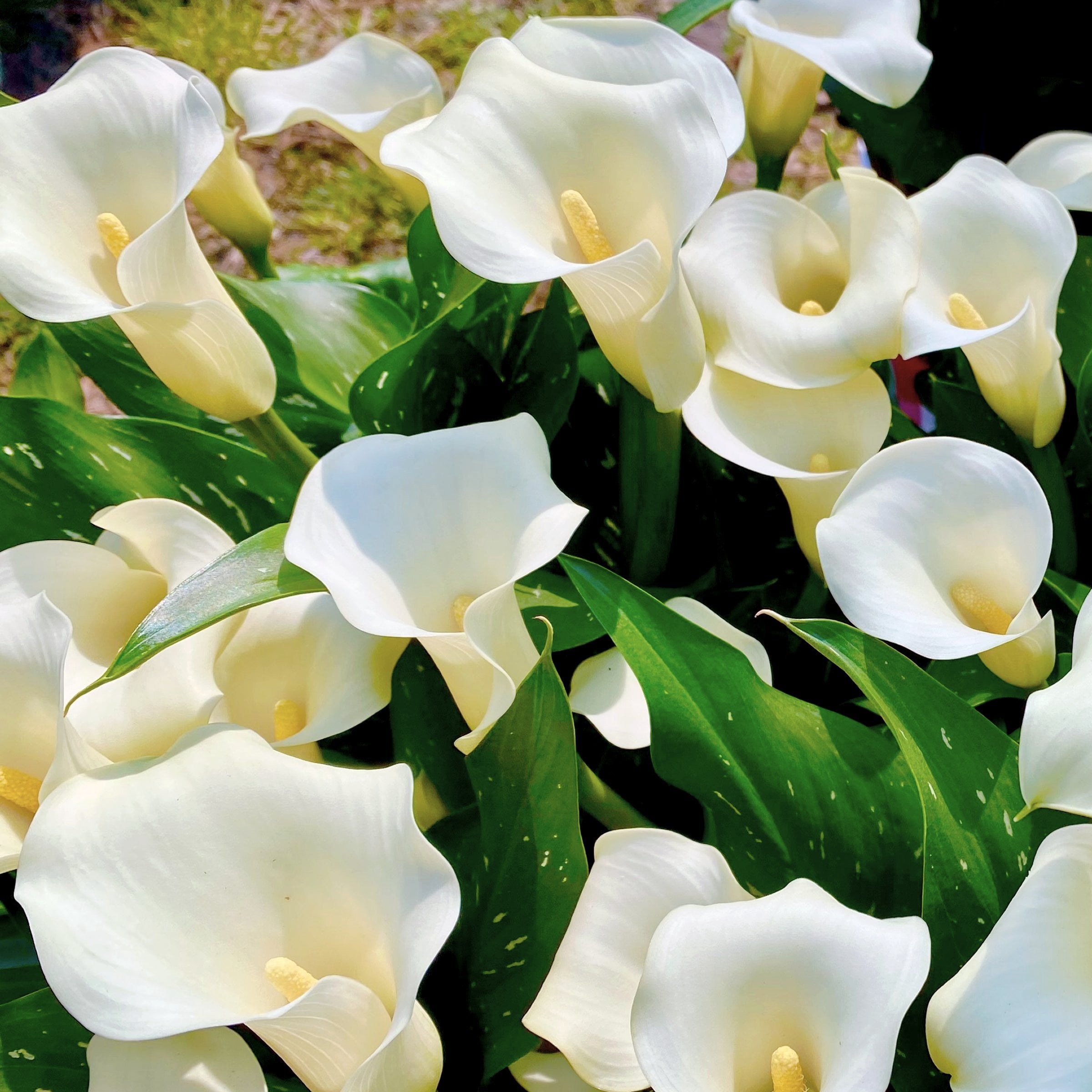 National Plant Network Calla Lily White Flirt Bulbs (3-Pack)