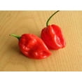 thumbnail image 5 of 50 Graines de Piment HABANERO Rouge Fort Capsicum Chinense Légumes, 5 of 5