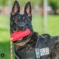 thumbnail image 2 of SodaPup K9 - Natural Rubber Firecracker Training Dummy - Floating Retrieving Toy - Chew Toy - for Water Retrieval - A - Average Chewers - Red - Large, 2 of 2