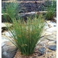 thumbnail image 6 of Blue Arrows Rush Grass  3 Live Gallon Size Plants  Juncus Inflexus  Drought Tolerant Low Maintenance Ornamental, 6 of 9