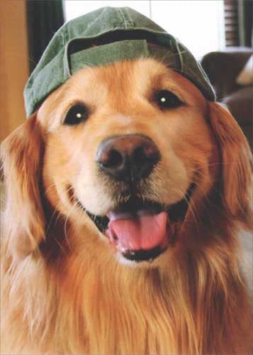 golden retriever dad hat