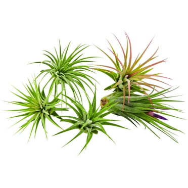 It Blooms 5 Pack  Tillandsia Air Plants Assorted Ionantha Species - Easy Care House Plants - 30 Day Guarantee