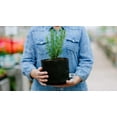 thumbnail image 2 of SMART POT 2 Gallon Fabric Grow Bag - Black, 2 of 5
