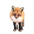 thumbnail image 2 of Curinga, Kim 26x26 White Modern Wood Framed Museum Art Print Titled - Full On Fox, 2 of 4