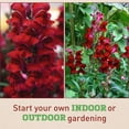 thumbnail image 3 of Harris Seeds Snapdragon Rocket Red with Red Stem F1, Tall Cut Flower Variety for Garden and Field, 1,000 Count, 3 of 7