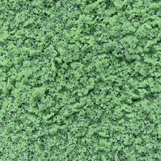1000 Duckweed + 100 Azolla Live Aquarium Plant Combo – Floating Freshwater Plants for Fish Tank & Pond