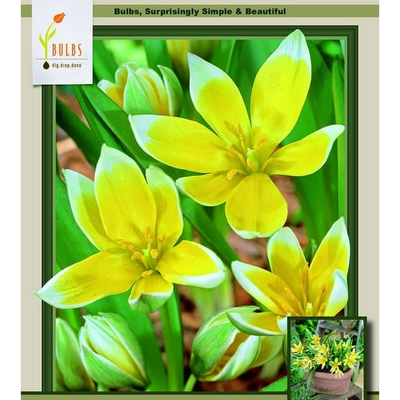 Tarda Perennial Tulip 15 Bulbs - Very Hardy - 8/  cm Bulbs