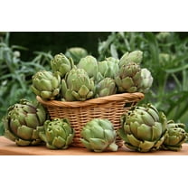 75 Seeds GREEN GLOBE ARTICHOKE Cynara Scolymus Vegetable Seeds