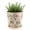 Green Brown Vine, variant on Ceramic Flower Pots for Indoor Plant with Drainage Hole & Saucer | 5.5 Inch Small Ice Crack Plant Pots, Decorative Vintage Planters For Succulent Herb Cactus Mint Basil, Garden Pot For Plant