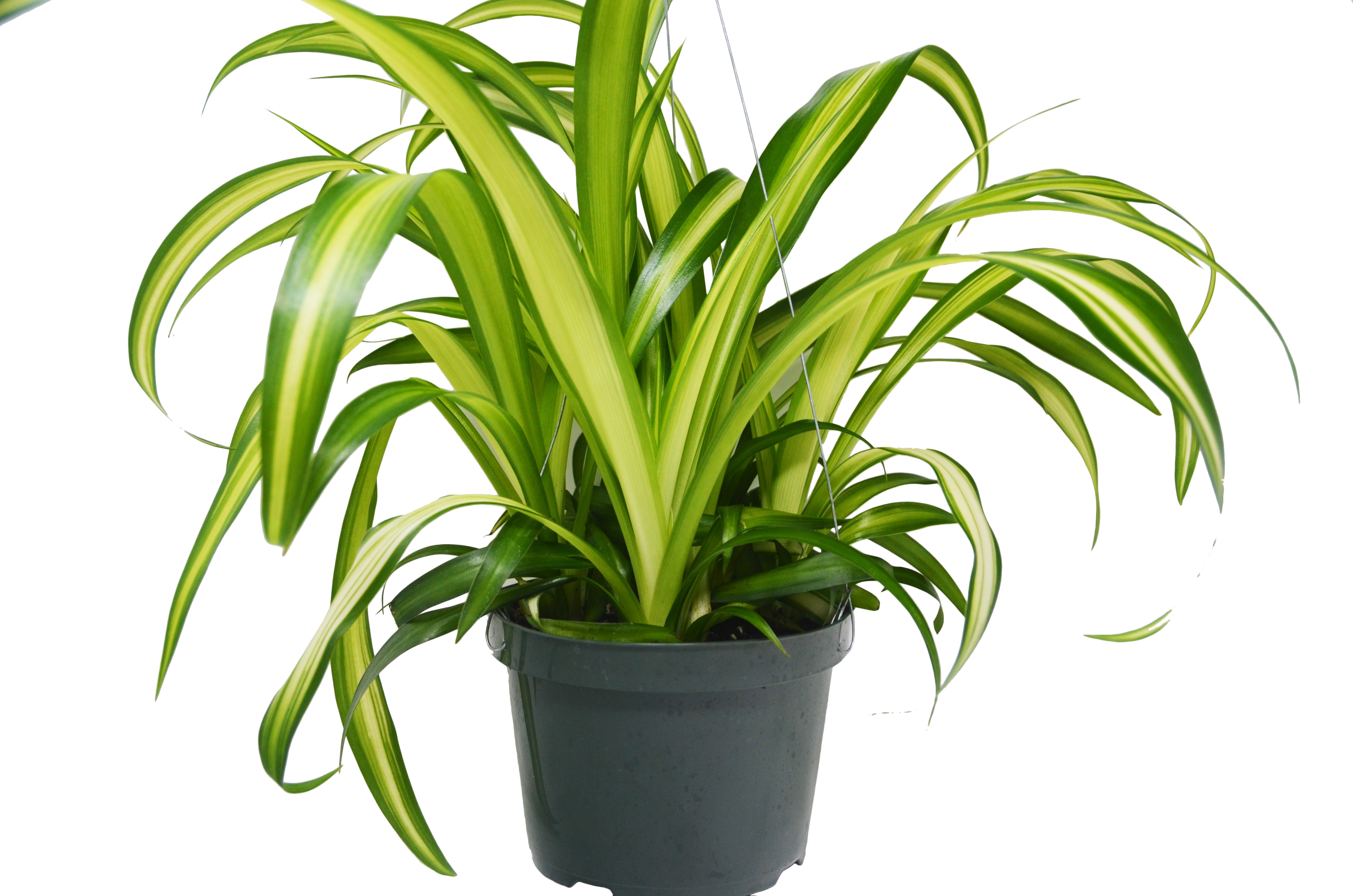 Hawaiian Spider Plant