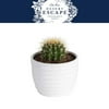 Desert Escape Live Indoor 7in. Tall Green Cactus; Bright, Direct Sunlight Plant in 6in. Ceramic Planter