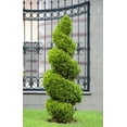 thumbnail image 3 of Expert Gardener 2.5QT Arborvitae Emerald Green Evergreen Live Shrubs Full Sun, 3 of 7