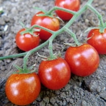 Tomato Seeds - Sweetie - 0.25 Oz ~1,875 Seeds - Solanum lycopersicum - Farm & Garden Vegetable Seeds - Non-GMO, Heirloom, Open Pollinated, Annual