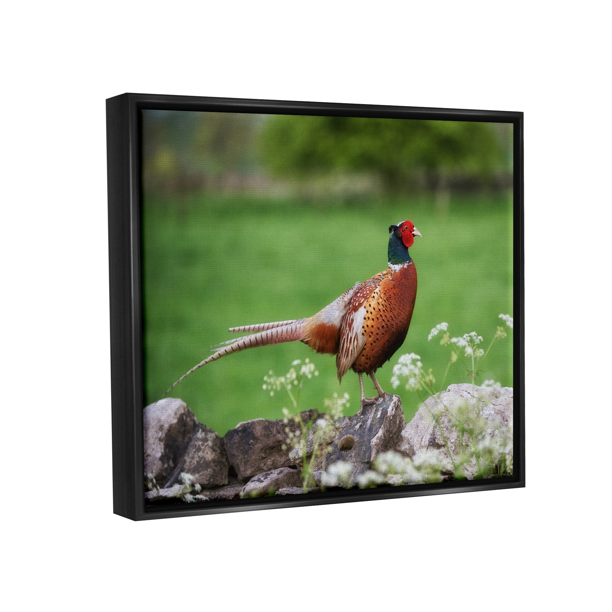 Stupell Industries Pheasant Strolling Lush Grassland Rural Nature Landscape Photograph Jet Black Floating Framed Canvas Print Wall Art, Design by James Dobson
