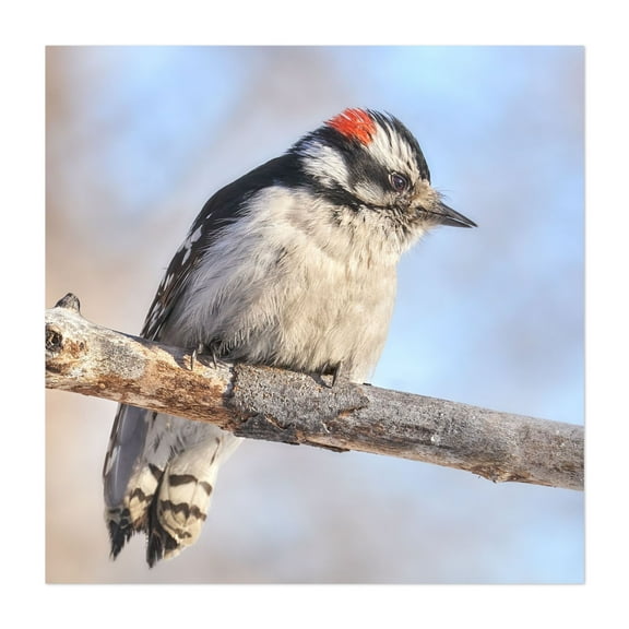 Downy Woodpecker on a cold day in Minnesota - Photography Bird Wildlife Nature Woodland Winter Animal Scenic Unframed Wall Art Print 6 x 6 inches